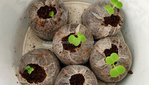 De coco de coco PELLETS/ COIR PITH/Red de coco PELLETS - Product Image 2