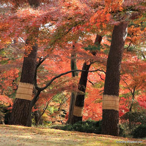 PROTECCIÓN DE TRONCO DE ÁRBOL CON MANTO DE JUNCO - Product Image 5