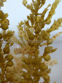 Sargassum / Sargassum Henslowianum J. Agardh en 2020 - Product Image 4
