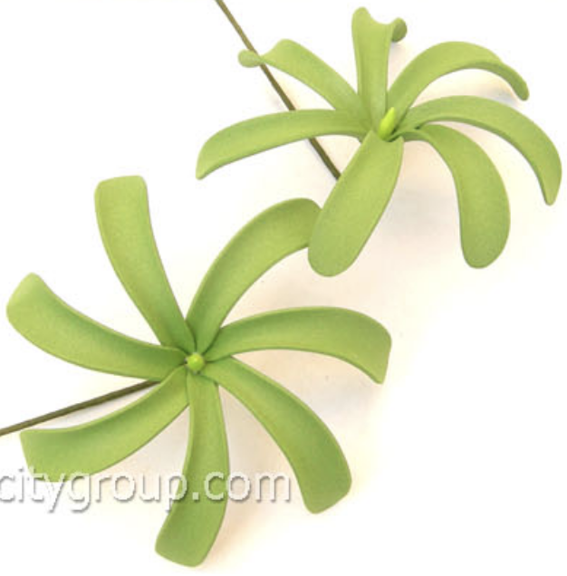 สีพื้น Geen