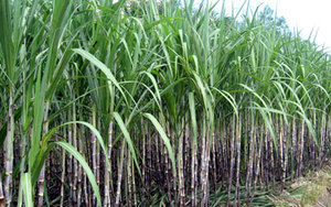 Melaza de Caña de Azúcar, Alimento Líquido para Ganado a Precio Económico, Sra. Holiday - Product Image 3