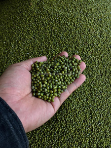 <b>GREEN</b> <b>BEAN</b> HIGH QUALITY FROM VIET NAM in 2020 - Product Image 6