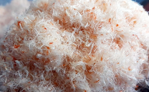 Rousong - Snack pour le pain-Fil à viande du Vietnam - Product Image 2
