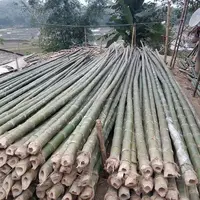 Poteaux en bambou de Tonkin