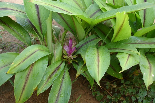 erfahrungen mit plants are purple Pure Glow Booster