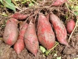 HECHO EN PATATAS DULCE VIET NAM - Product Image 4