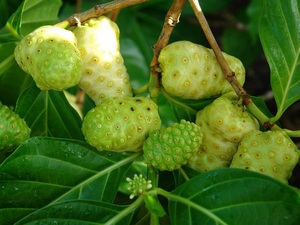 Frutas tropicales, frutas frescas Noni, extracto de Noni - Product Image 4