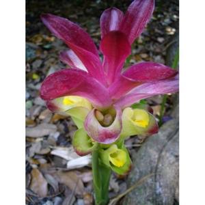 น้ำมันหอมระเหยเซโดอารีอาบริสุทธิ์ ขายส่ง 100% น้ำมันรากขมิ้นเซโดอารีอาธรรมชาติ สำหรับอโรมาเธอราพี ดูแลผิว และนวด ผู้ส่งออกจำนวนมาก - Product Image 4