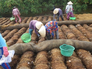 SETA DE SAL ENCURTIDA SETA DE PAJA ALTA CALIDAD 15OZ CADA LATA - Product Image 6