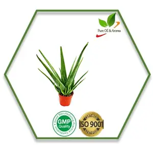 Fabbrica all'ingrosso Aloe Vera olio di trasporto olio Aloe Vera esportatore biologico e puro di fornitore all'ingrosso di aromaterapia