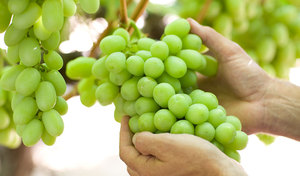 Uvas Crimson sin Semillas Dulces y Frescas, Certificadas por Global GAP, Calidad Premium, Tamaños 18-28mm, Sudáfrica, Grado Alimenticio, Vida Útil de 1-2 Años - Product Image 4