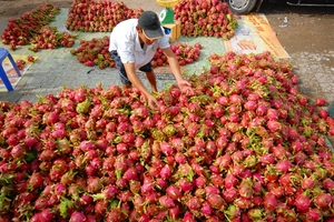 FRUIT DU DRAGON FRAIS DE QUALITÉ SUPÉRIEURE CANNE À SUCRE DU VIETNAM - Product Image 2
