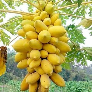 Fresh Yellow Skin Papaya <b>Nuts</b> from Vietnam High Nutritive Yellow Papaya Product - Product Image 4