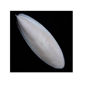 Farine d'os de seiche vietnamienne 2-15 cm pour la vie aquatique et le jardin - Product Image 1