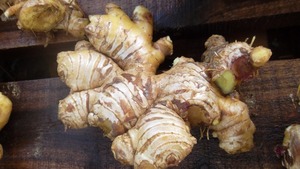 High Quality Organic <b>Fresh</b> <b>Ginger</b> From Vietnam Competitive Price for Food Usage - Product Image 5