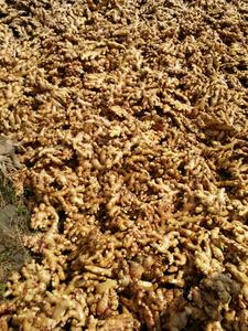 ขิงสดสีเหลืองเผ็ดเวียดนาม ANGLE VIET DELTA ได้รับการรับรองมาตรฐาน HACCP อายุการเก็บรักษา 6 เดือน - Product Image 4