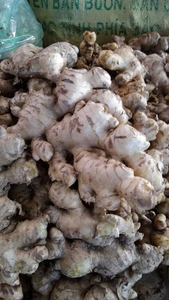 JENGIBRE FRESCO ALTA CALIDAD VIETNAM - Product Image 6