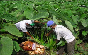 Taro Deshidratado Orgánico/ Palitos Crujientes de Taro Deshidratado/ Bocadillo Crujiente de Taro Seco en 2020 - Product Image 6