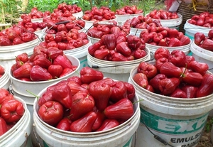 VENTA AL POR MAYOR BELL FRUIT ALTA CALIDAD VIETNAM - Product Image 3