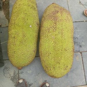 ขนุนสด ราคาดีที่สุด คุณภาพเยี่ยม 84845639639 - Product Image 3