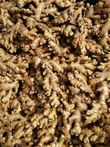 Jengibre/jengibre fresco de alta calidad, precio competitivo, Ms: vacaciones - Product Image 6