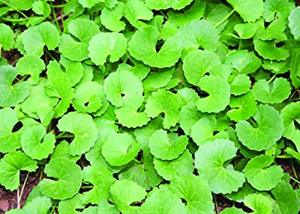 ผงใบบัวบก2023 - Product Image 3