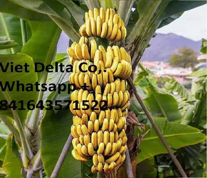 best quality fresh banana from Vietnam/ whapsapps +084845639639