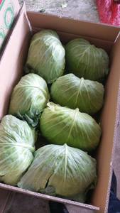 Wholesale <b>Fresh</b> <b>Cabbage</b>/ Green <b>Cabbage</b> with Large Quantity - Product Image 4