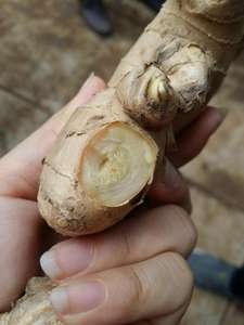 NEW CROP HIGH QUALITY <b>FRESH</b> <b>GINGER</b> - Product Image 5