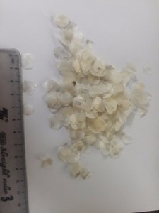 Gran oferta, gran oferta, escamas de pescado de lubina seca para industrias alimentarias, colágeno de Vietnam - Product Image 3