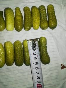 แตงกวาดองในขวด/กลองในปี2020 - Product Image 2