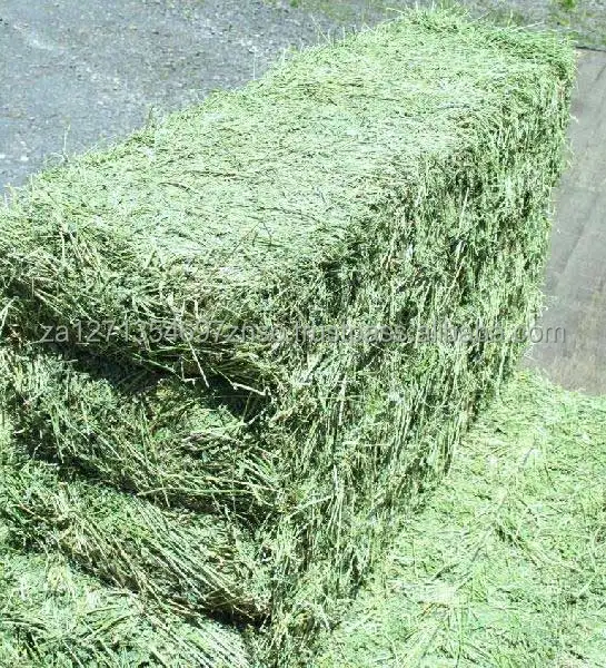 純粋なアルファルファ干し草/ティモシー干し草/干し草飼料用、アルファルファ干し草卸売価格。ティモシー干し草など