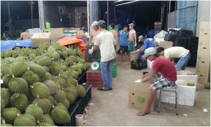 IQF ทุเรียนเพื่อการส่งออกในปี2020 - Product Image 4