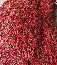 Chiles Rojos Orgánicos de Vietnam, Vegetales Frescos Congelados, Pimientos Picantes de 4-6 cm, Picantes Naturales, Selección Cuidadosa, Calidad Superior, Venta al Por Mayor - Product Image 5