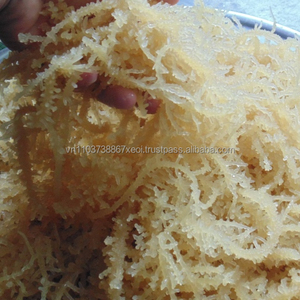 Alga Marina Eucheuma Cottonii de Vietnam en Oferta - Product Image 3