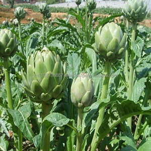 Légumes frais de haute qualité Artichaut frais vietnamien - Product Image 4