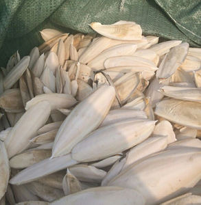 HUESO DE SEPIA PRECIO BARATO/ALTA CALIDAD DE VIETNAM - Product Image 6