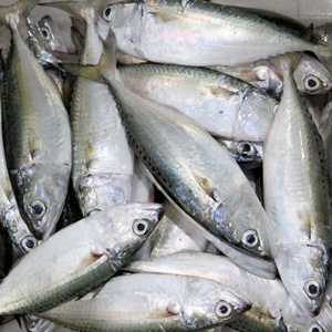Mejor Proveedor, Venta Caliente de Fábrica, Pescado Congelado de Alta Calidad a Precio Económico, Caballa Baja en Sal, Baja en Carbohidratos, Libre de Grasas Trans, Envasado al Vacío - Product Image 3