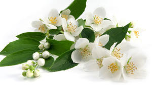 Mejor Precio Aceite Puro de Jazmín Sambac Absoluto, Aceite Esencial Destilado al Vapor, Certificado GMP, India, AARNAV GLOBAL EXPORTS, Venta al por Mayor - Product Image 3