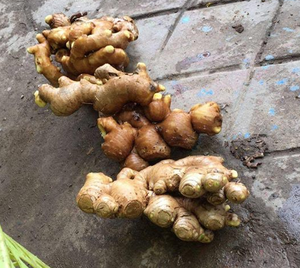 High Quality Organic <b>Fresh</b> <b>Ginger</b> From Vietnam Competitive Price for Food Usage - Product Image 1