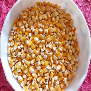 Maïs jaune pour l'alimentation animale Disponible pour l'exportation whatsapp numéro: + 91 99622 47680
