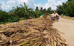 ผักตบชวาแห้ง (Eichhornia crassipes) - Product Image 4