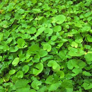 Polvo de Hojas de Brahmi (Bacopa Monnieri) de la India, Herbal, Triple Refinado, Calidad de Exportación Semipermanente - Product Image 3