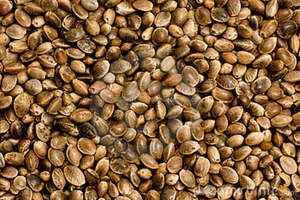 Semillas de Cáñamo Agrícolas de Grado Alimenticio, Origen Sudáfrica, Venta al por Mayor para Uso Público en la Producción de Aceite Vegetal - Product Image 3
