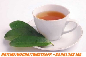 High Quality Natural Soursop Leaf Tea <b>Powder</b> and Extract Vietnam Herbal <b>Drink</b> for Wholesale - Product Image 5