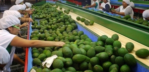 Venta al por Mayor de Aguacate Fresco Fuerte, Frutas Exóticas de Primera Calidad, 100% Naturales, Frutas Tropicales y Subtropicales, Disponibles en ZA - Product Image 4
