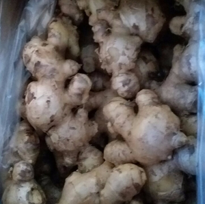 JENGIBRE FRESCO ALTA CALIDAD VIETNAM - Product Image 2