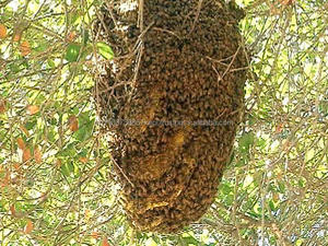 Miel 100% abordable du Vietnam - Product Image 4