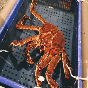 Live Red King Crab / Fresh And Frozen King /Crab