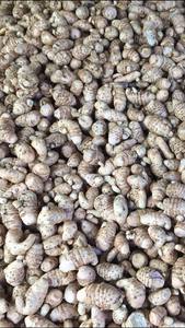 TURMERIC negro de VIETNAM, nueva colección 2021 - Product Image 5